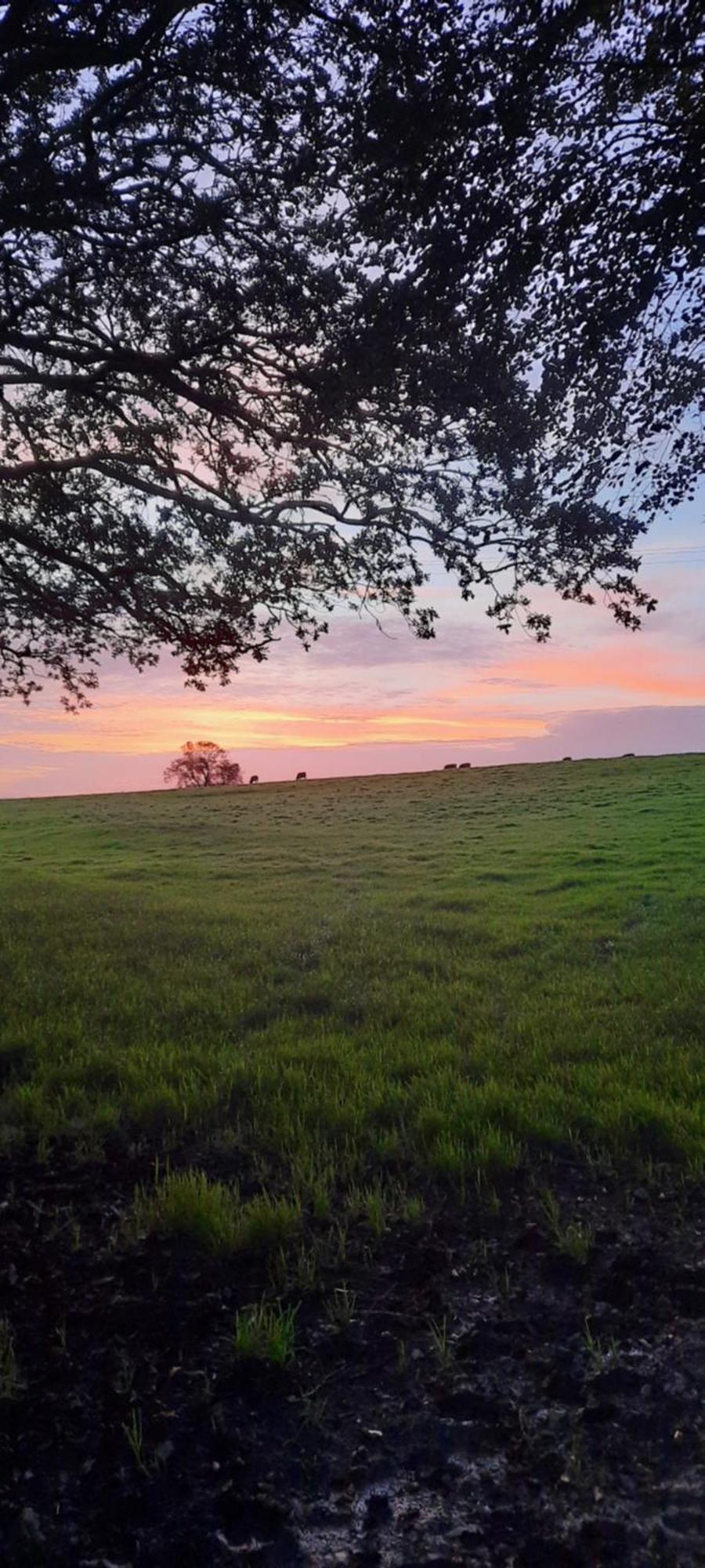 Summit Camping Kit Hill Cornwall Panoramic Views Grass Pitch From 15Pn Or Bella Bell Tent 75Pn Callington Exteriör bild