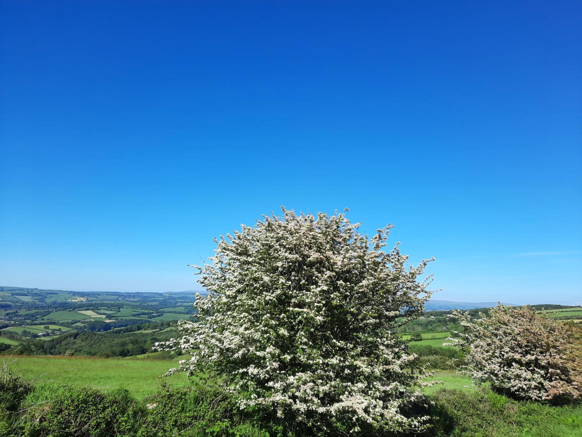 Summit Camping Kit Hill Cornwall Panoramic Views Grass Pitch From 15Pn Or Bella Bell Tent 75Pn Callington Rum bild